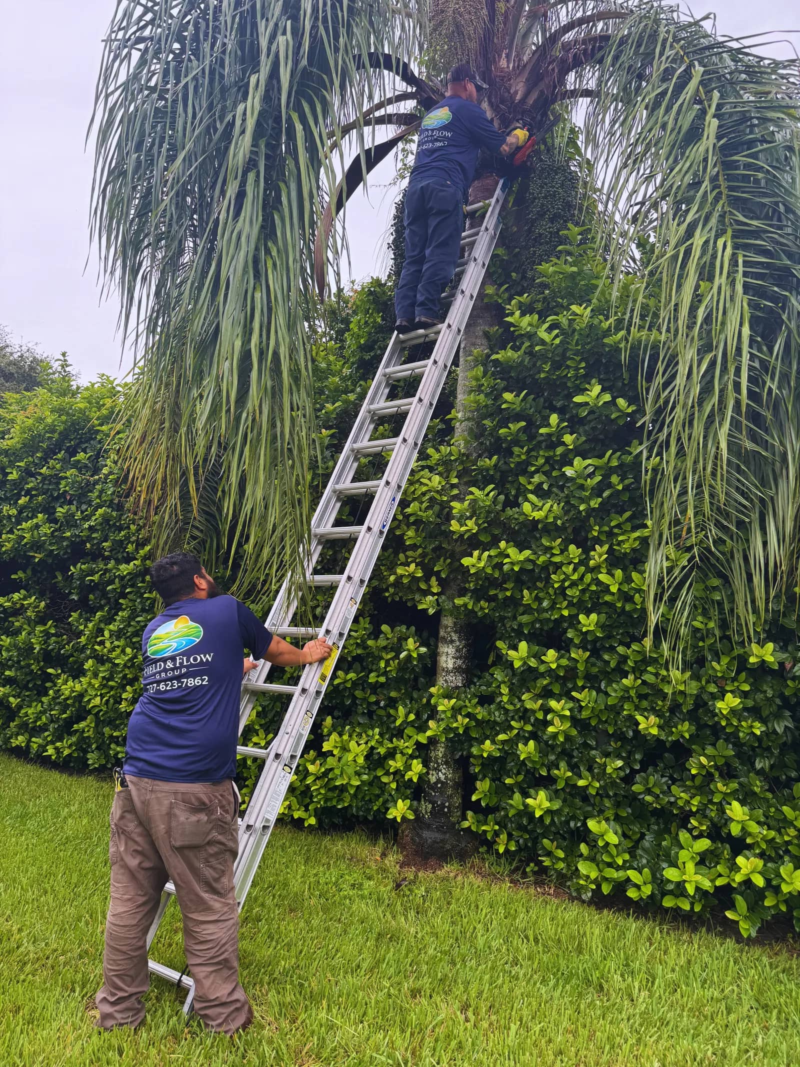 Field & Flow Group crew members trimming a mature palm tree using an extension ladder.